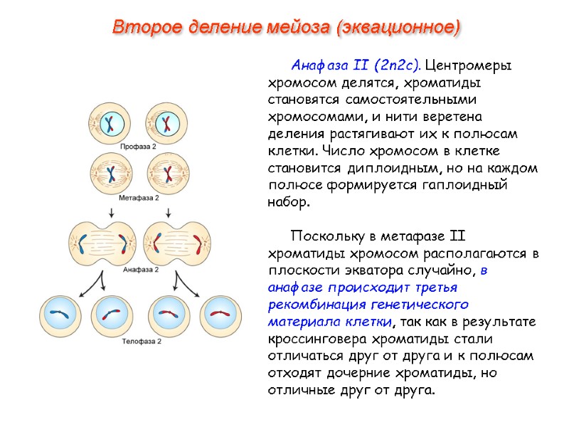 Анафаза II (2n2с). Центромеры хромосом делятся, хроматиды становятся самостоятельными хромосомами, и нити веретена деления